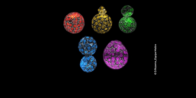 Developmental Biology Institut Curie 2024