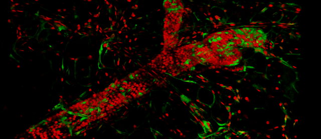 Campaign visual - The 4th Day of Intravital Microscopy
