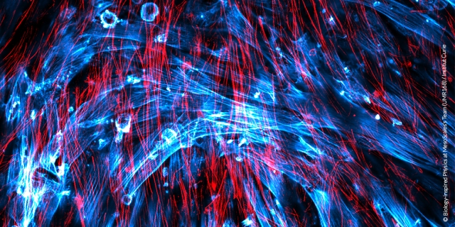 very nice crisscross red blue height_FromPS