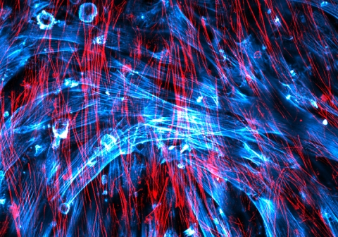 very nice crisscross red blue height_FromPS