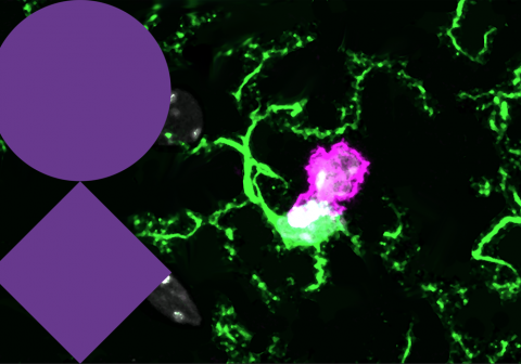 Neuroimmunology